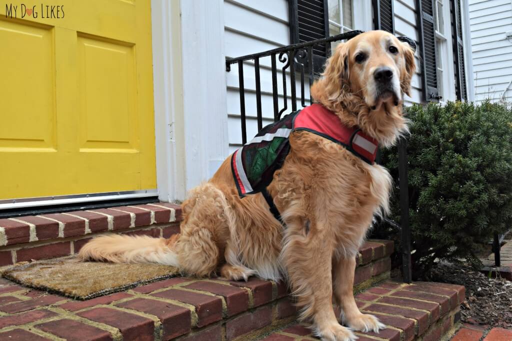 Harley testing out the PooBoss K9 Vest for the MyDogLikes review!