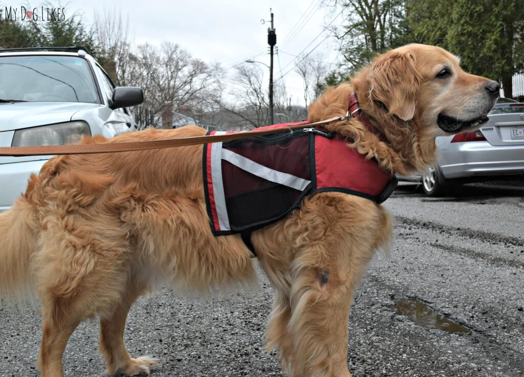 Doesn't Harley look like such a proud dog sporting his utility vest?