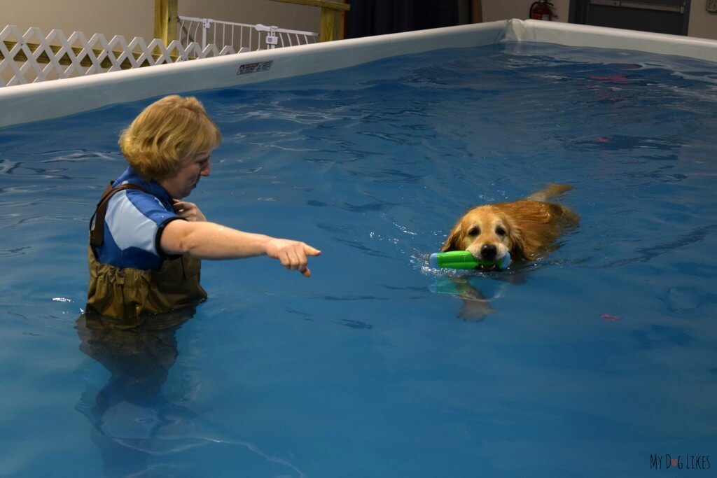 Harley being directed toward the Dog Pool Ramp at Cool Blue!