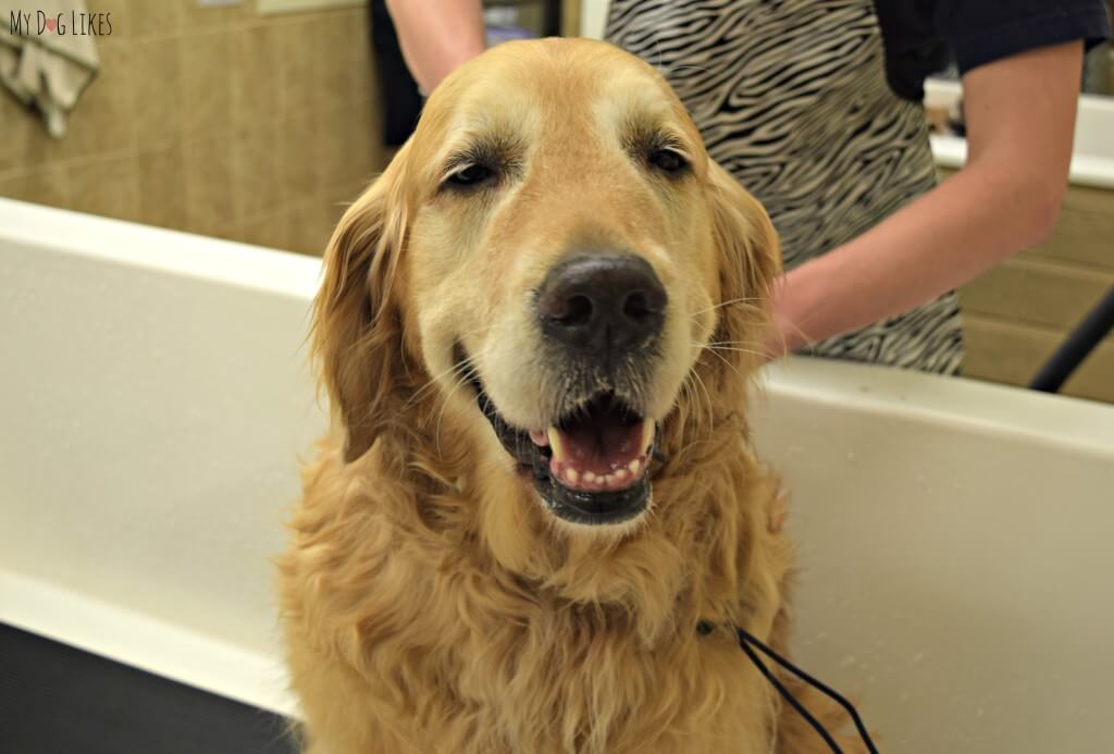 Harley comfortable and relaxed in the dog bath tub at PetSaver Superstore.