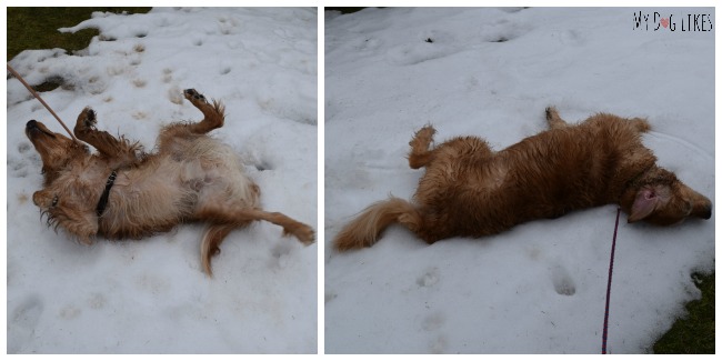 Our dogs rolling in the snow between swim sessions at CoolBlue - only these two!