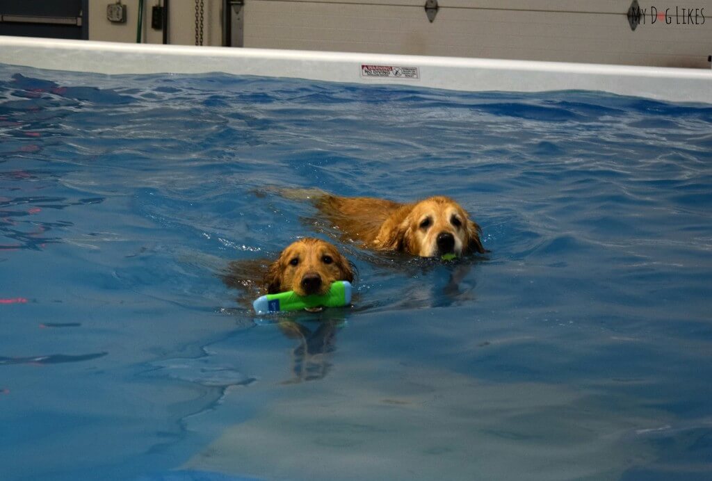 CoolBlue Conditioning near Rochester, NY offers indoor swimming for dogs!