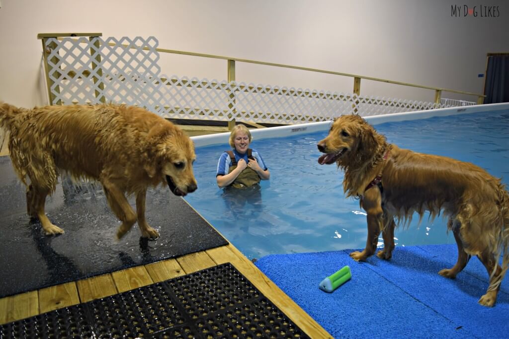 Our boys getting adjusted to the Dog Swimming Pool at CoolBlue Conditioning near Rochester, NY!