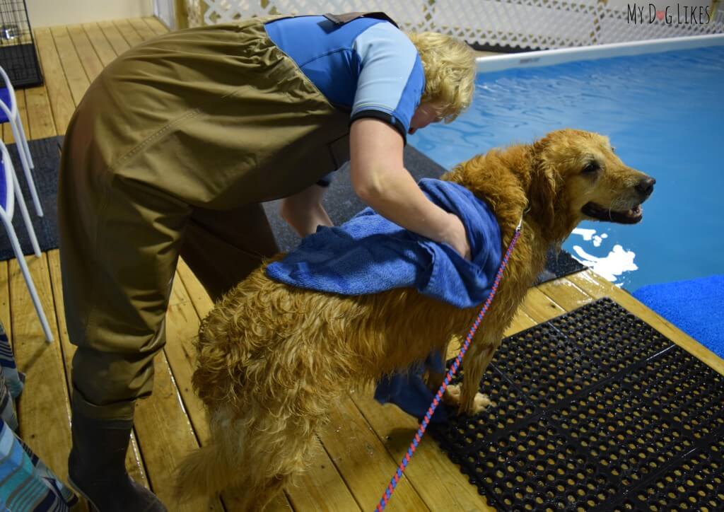 Harley getting a towel dry after swimming in the indoor pool at CoolBlue Conditioning!