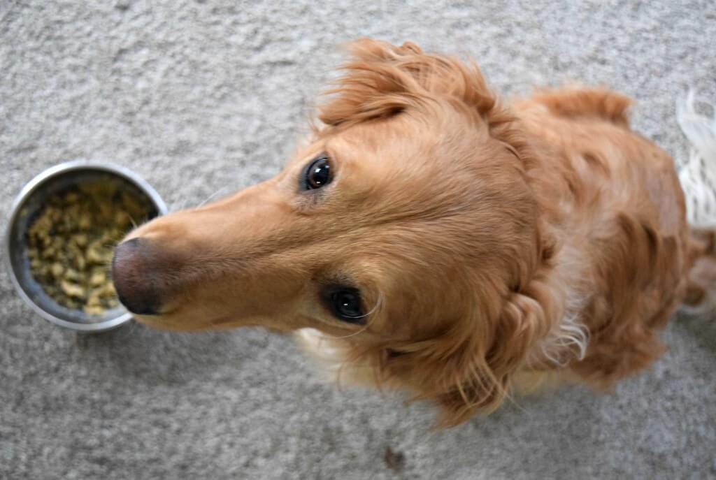 Charlie about to taste test Primal's Freeze Dried Raw formula. Visit MyDogLikes to browse our database of dog food reviews!