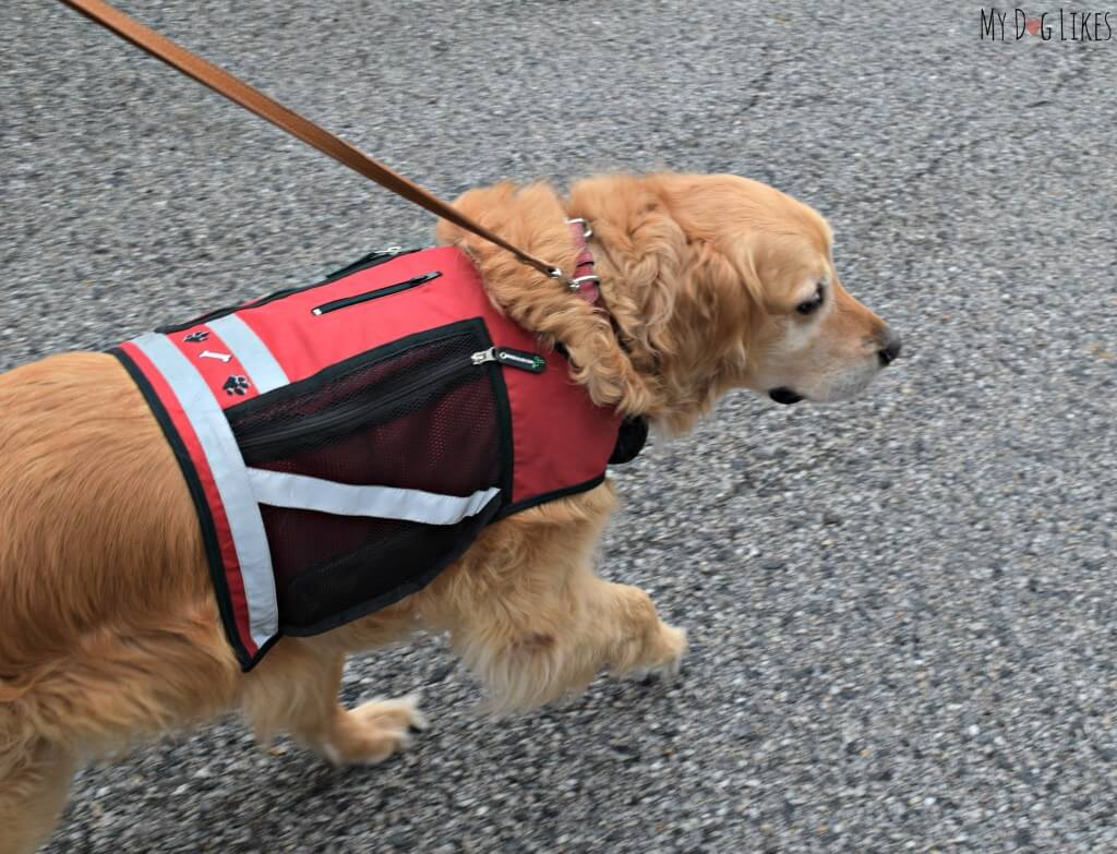 Harley from MyDogLikes testing out the PooBoss Dog Vest in our official review