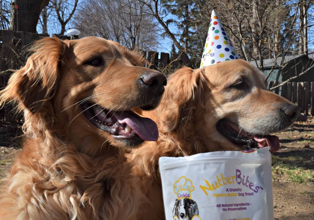 Harley and Charlie ready for a taste test in MyDogLikes official NutterBites Review!
