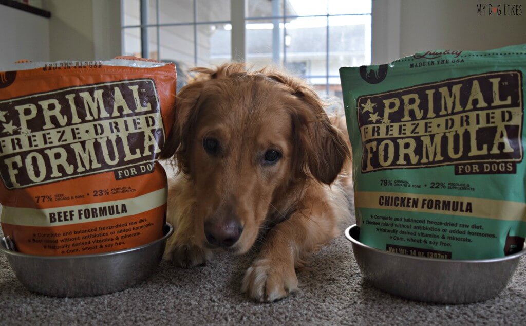 Continuing in our exploration of commercial raw feeding options, MyDogLikes reviews Primal Freeze Dried Raw Dog Food - a convenient and shelf stable option!