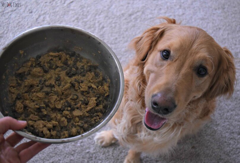 Incorporating primal freeze dried dog food into Charlie's dinner