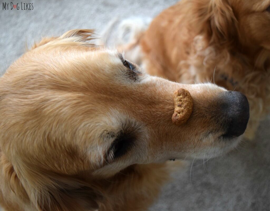 The "dog treat on the nose" is one of the all time best dog tricks!
