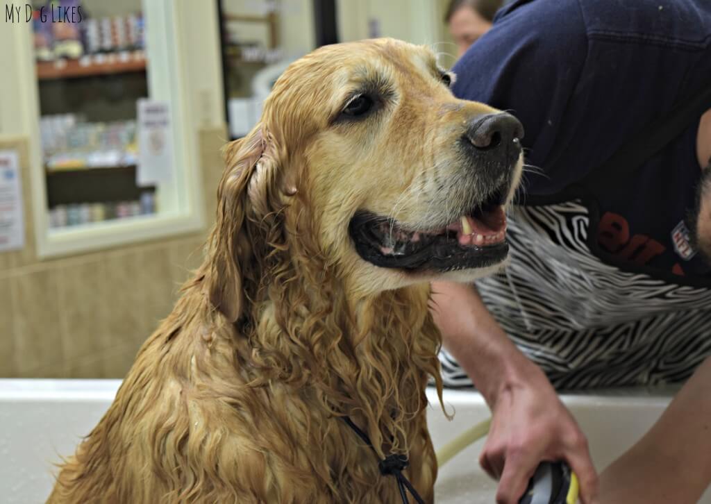 Our Golden Retriever Harley thoroughly enjoying a dog bath.