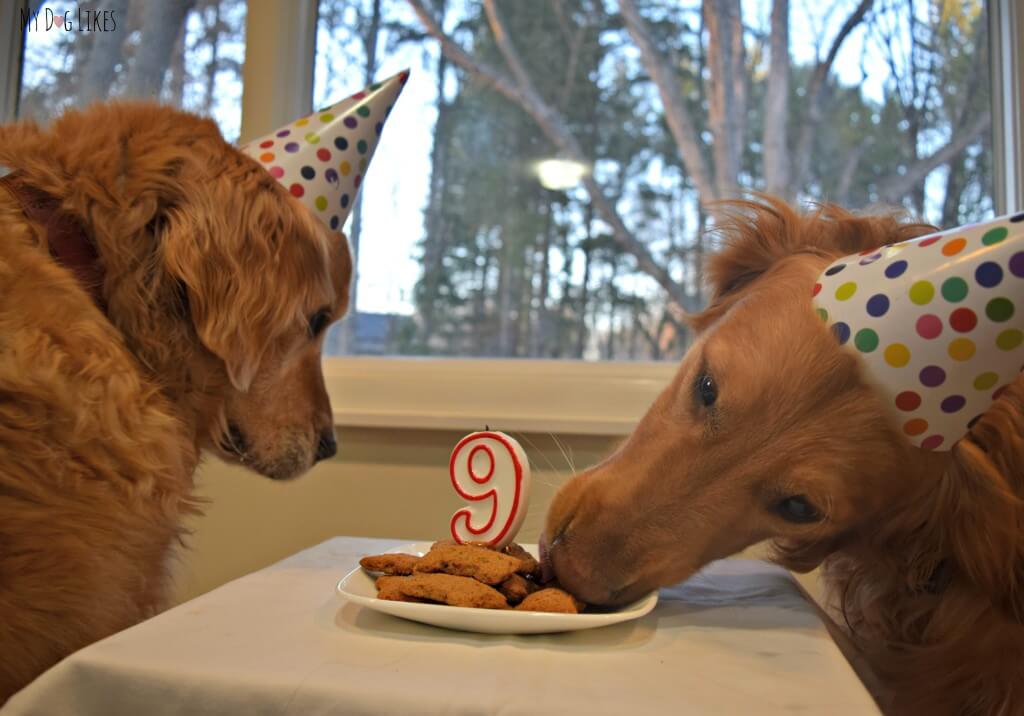 Charlie sneaking a taste of the cookie cake at our Dog Birthday Party!