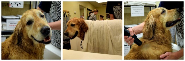 Visit MyDogLikes to see how to dry a dog after a bath properly. Hint - Its not how you think!
