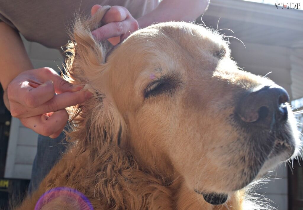 Harley enjoying a dog ear cleaning!