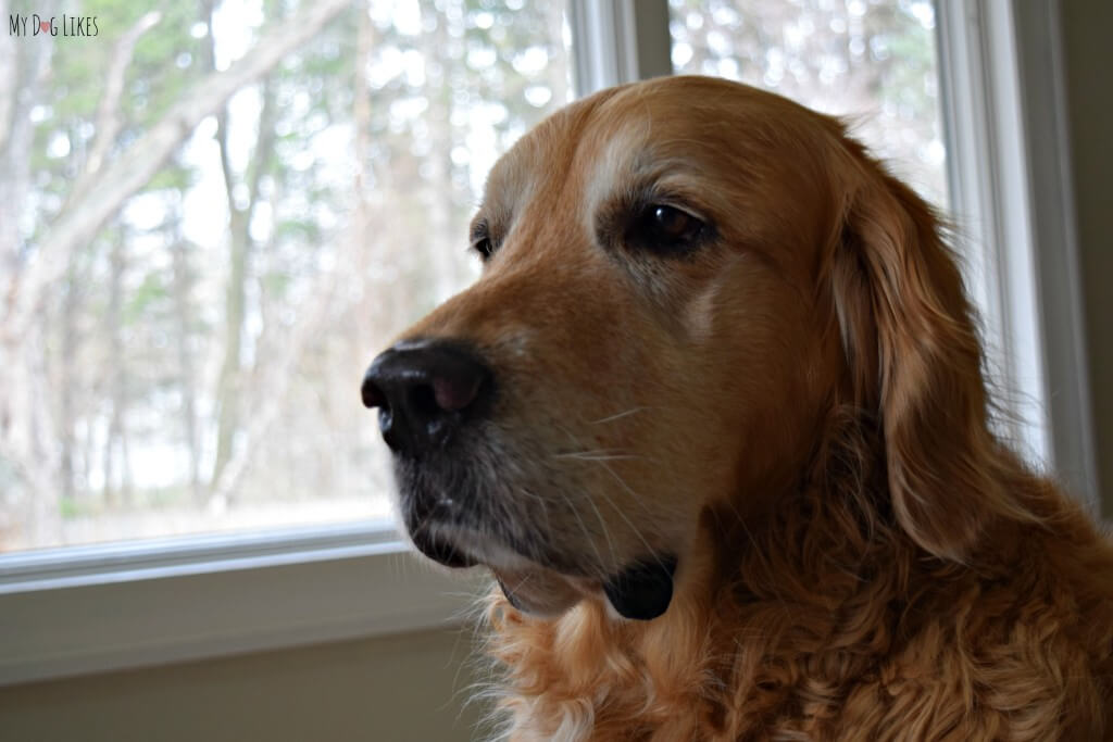 Harley looking particularly fuzzy after his dog bath!