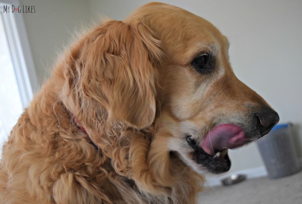 Harley Licking His Chops in anticipation for a Merrick dog treat!