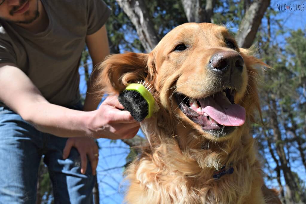 Dog enjoys being brushed