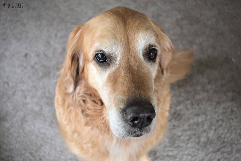 Even at 9 years old, Harley hasn't lost those puppy dog eyes!