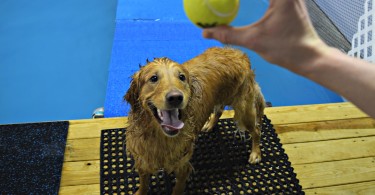 Having a blast in CoolBlue's swimming pool for dogs!