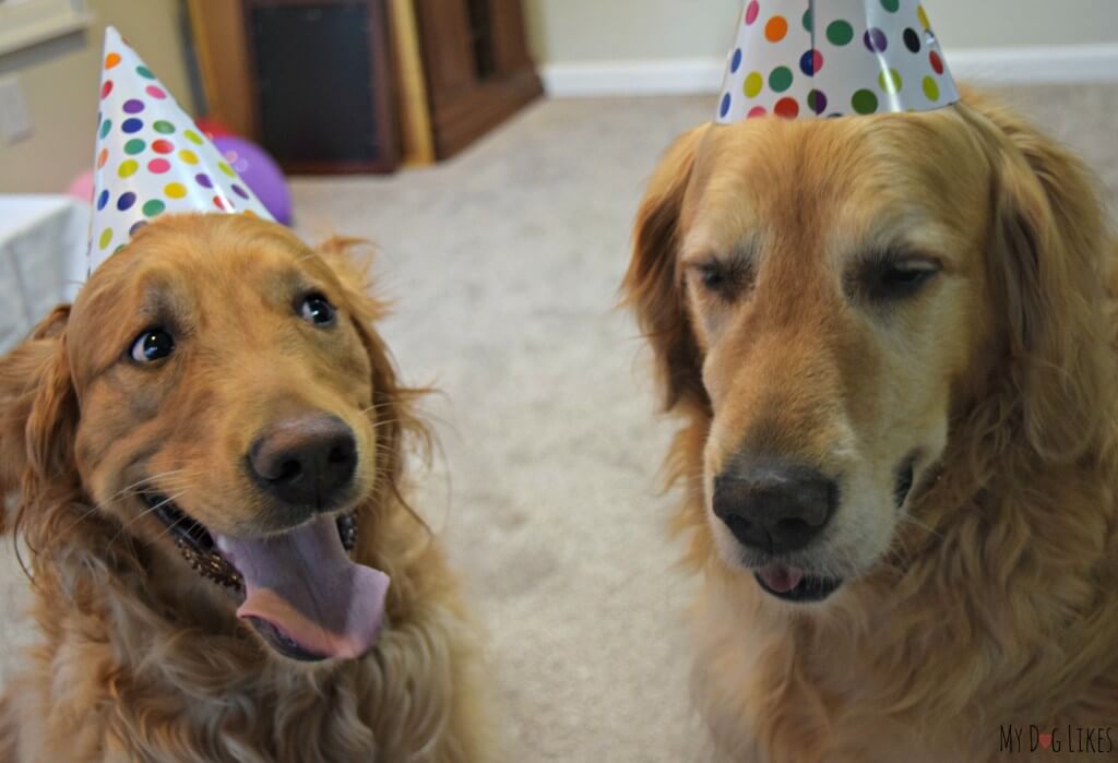 Our silly dogs having fun at the dog Birthday party.