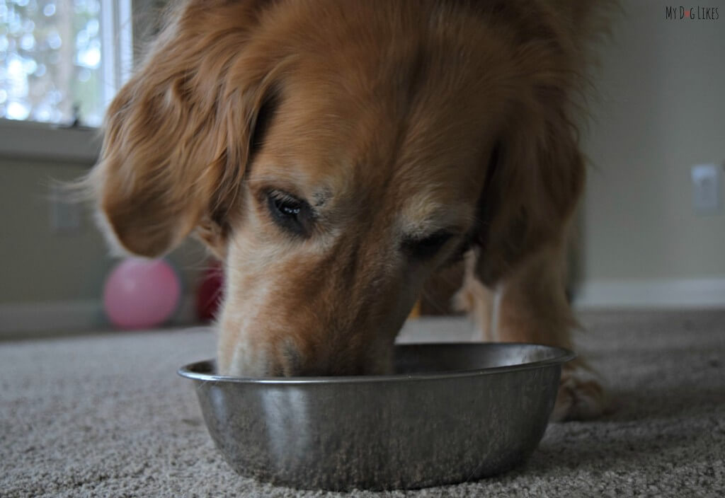 Dogs eating too fast? While feeding Primal's freeze dried raw formula we noticed that our dogs ate much slower than normal - possibly due to the moisture content.