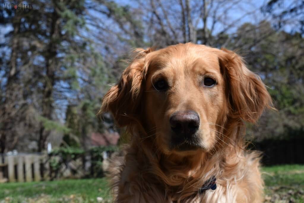 Our adorable Golden Retriever Charlie!