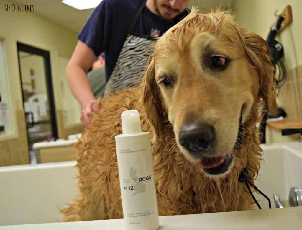 Wondering how to bathe a dog? Check out the MyDogLikes review of Isle of Dogs shampoo for some helpful tips and tricks!