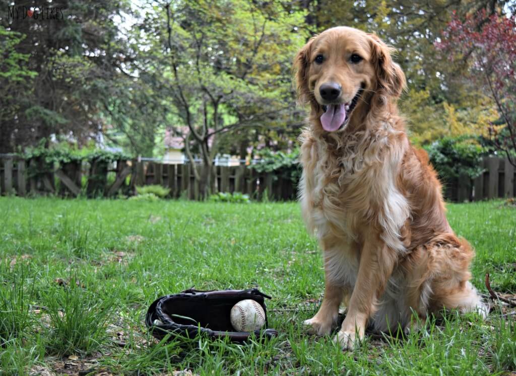 What could be more American than Baseball and Golden Retrievers?!