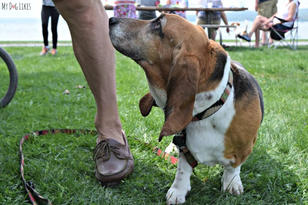 Meeting a Basset Hound friend at Paws in the Park