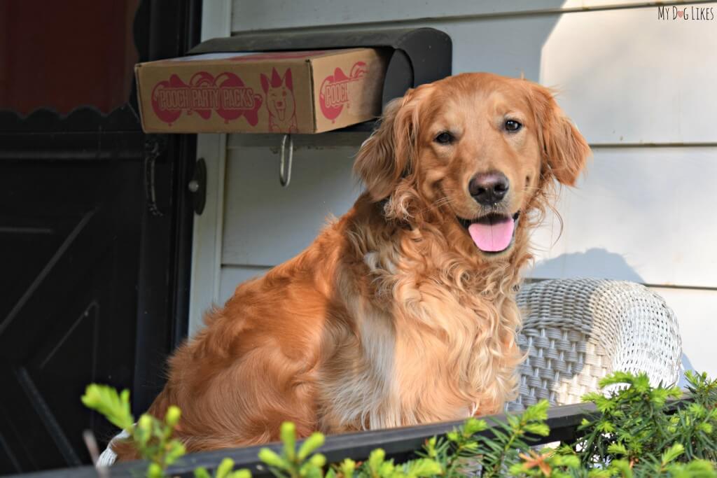 Charlie excited to open his latest dog subscription box from Pooch Party Packs