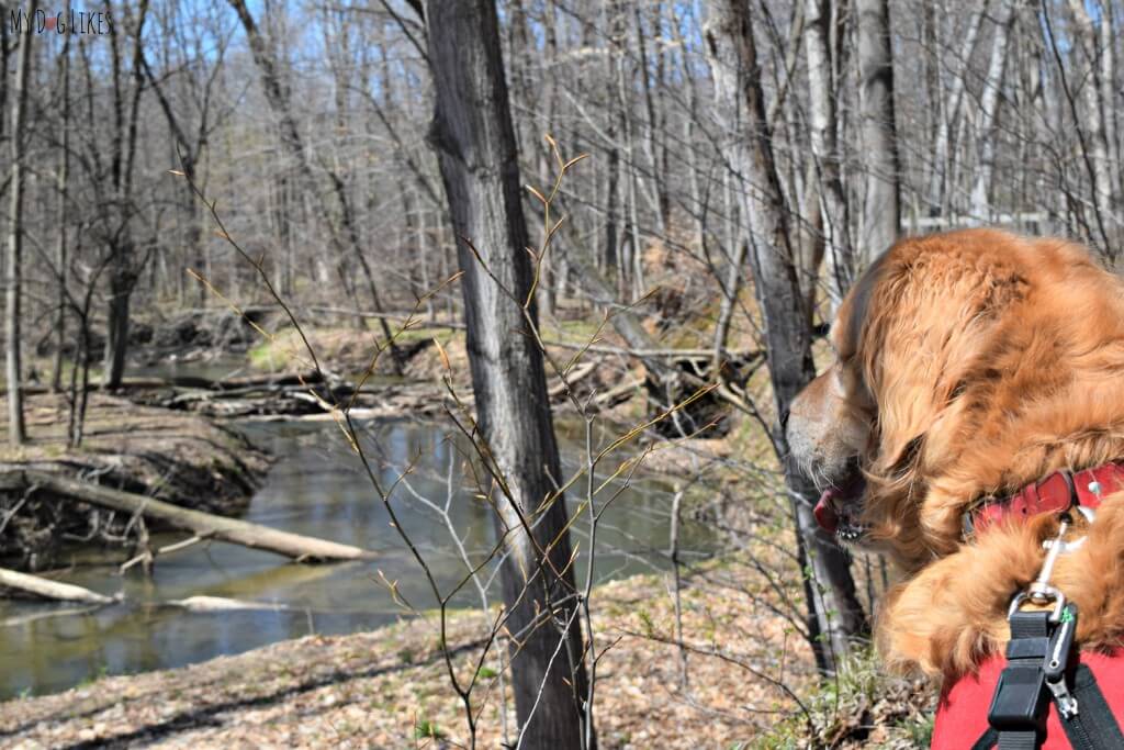 Creek View