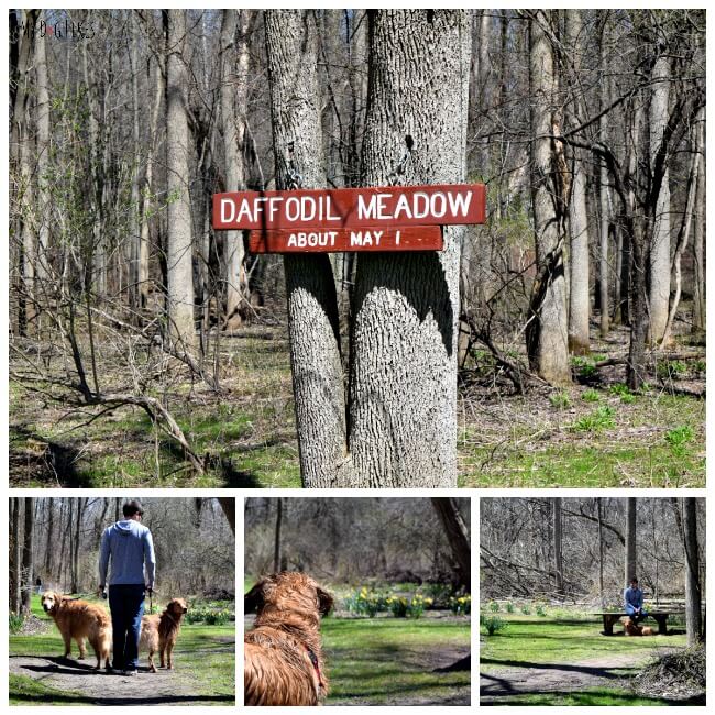 Hiking with dogs at Powder Mills Park