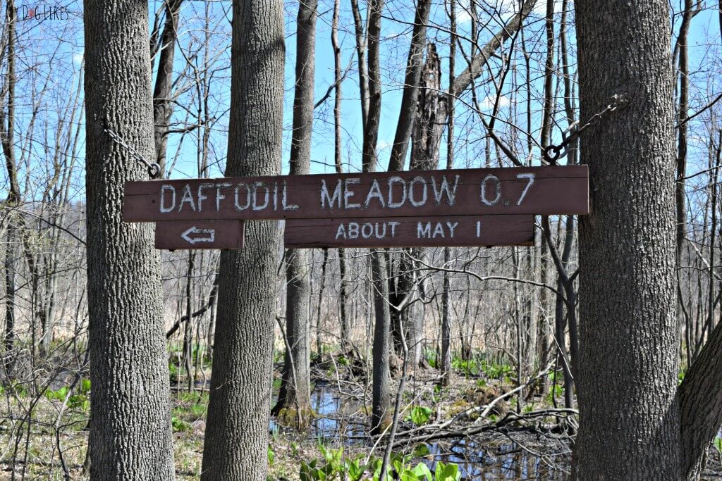 Daffodil Meadow