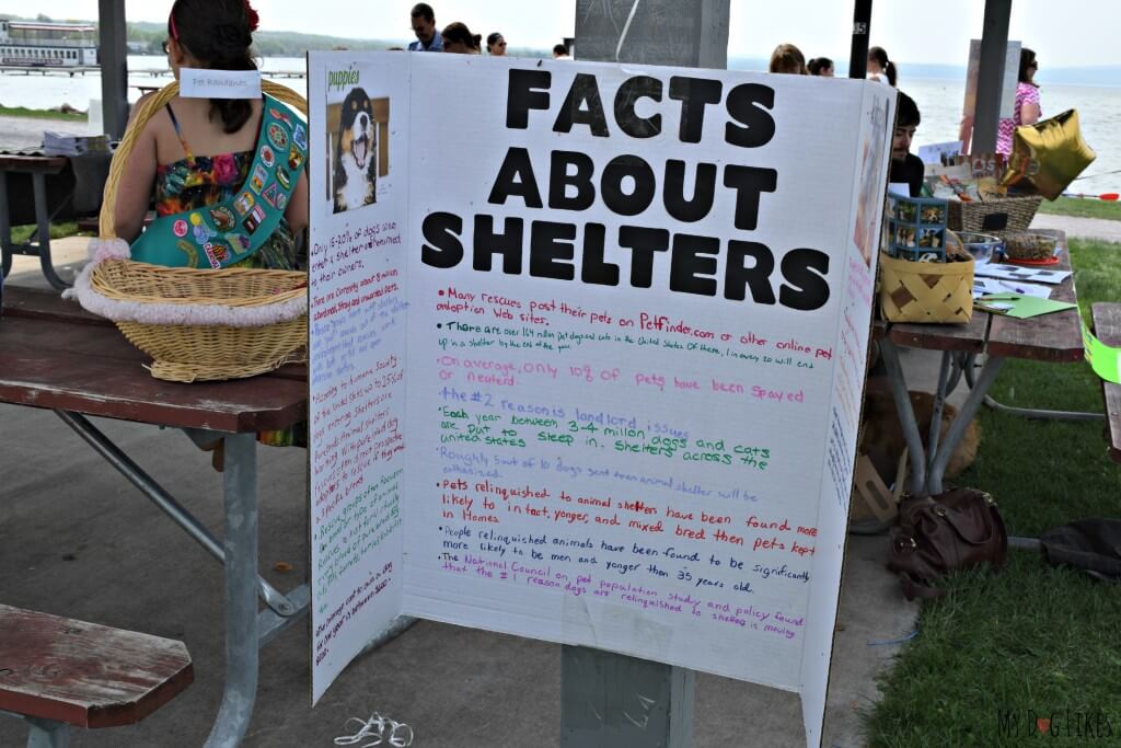 The girl scouts learned and shared information about pet shelters during the course of their bronze award project