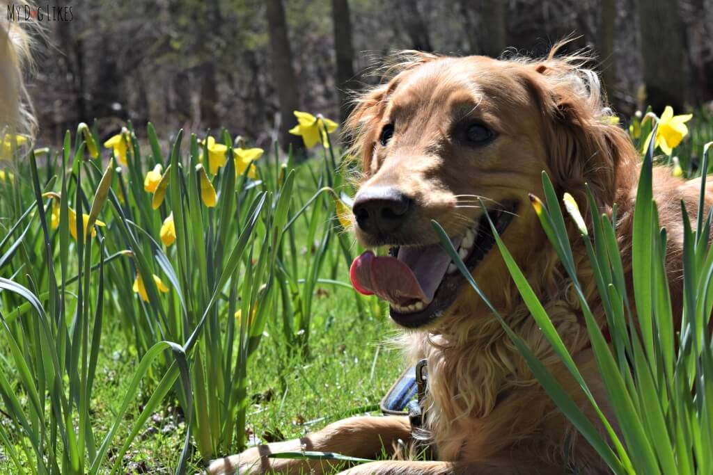 Charlie on the Daffodil Trail at Powder Mills Park