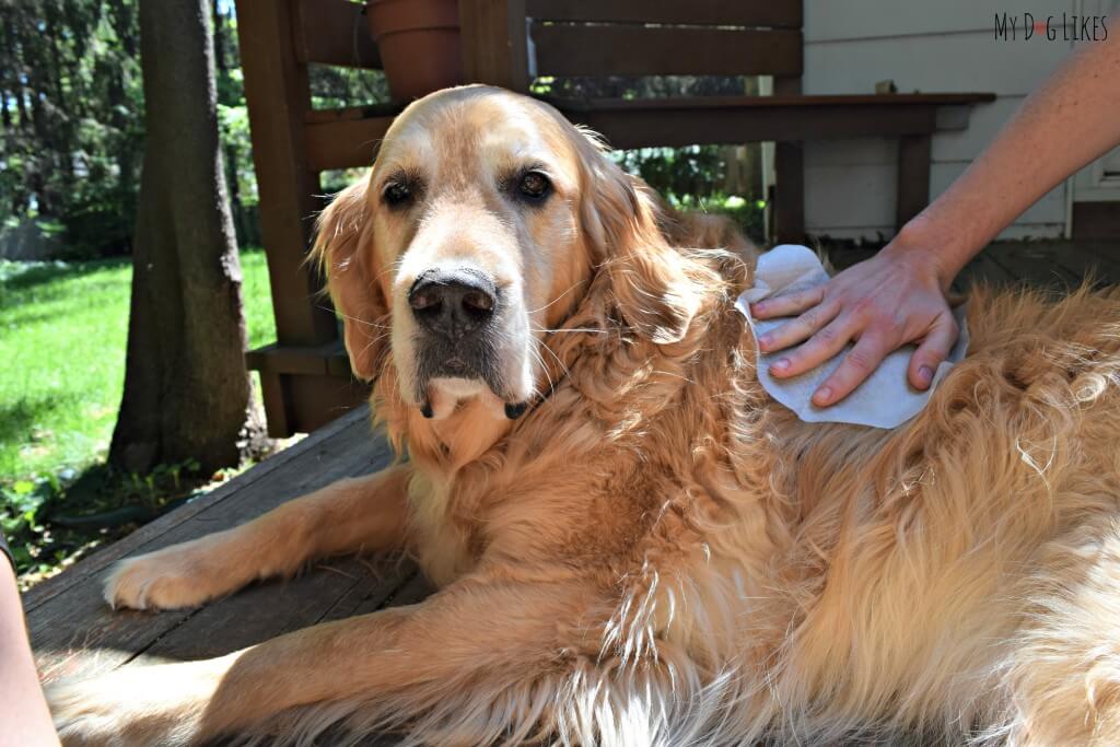 Harley enjoying an at home dog grooming session. Isle of Dogs between bath products make things so much easier and more pleasant!