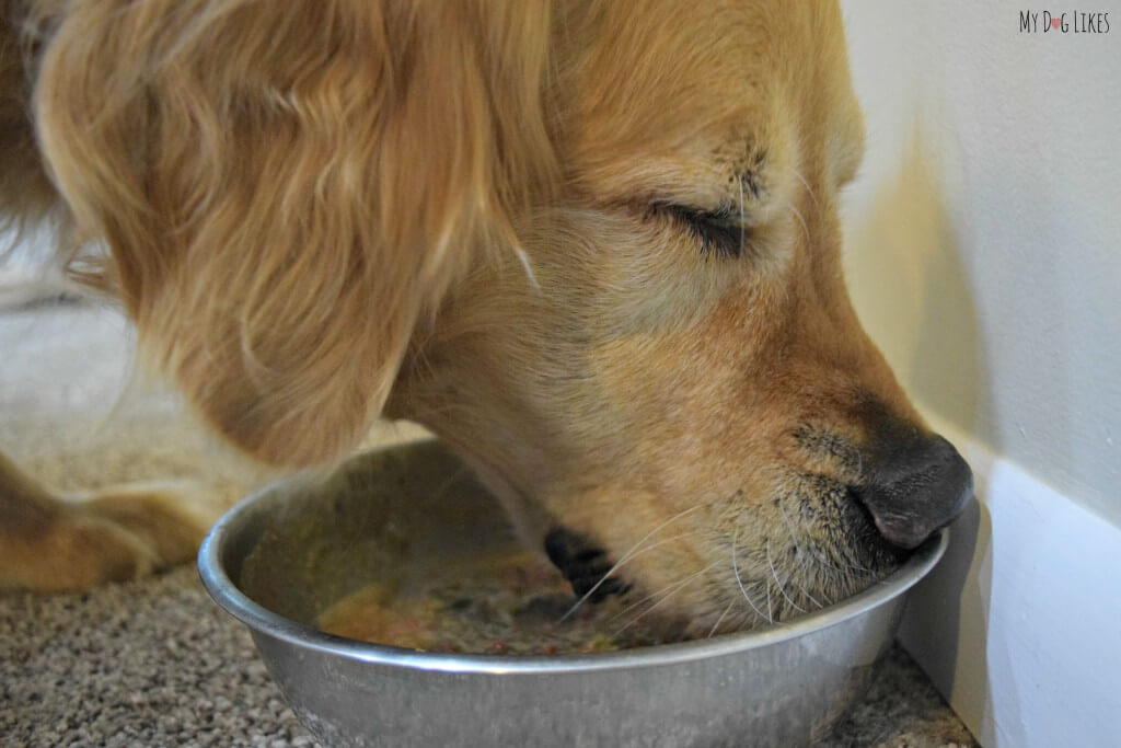 Harley thoroughly enjoying his meal for our Oracle dog food review!