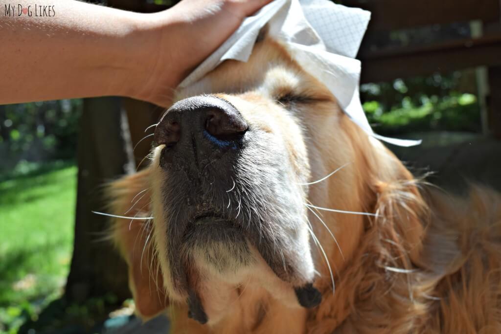 Harley getting freshened up with some Isle of Dogs Grooming Products