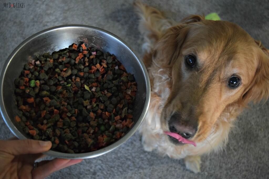 Chopped up vegetables mixed in kibble can work wonders in getting your dog excited about mealtime again.