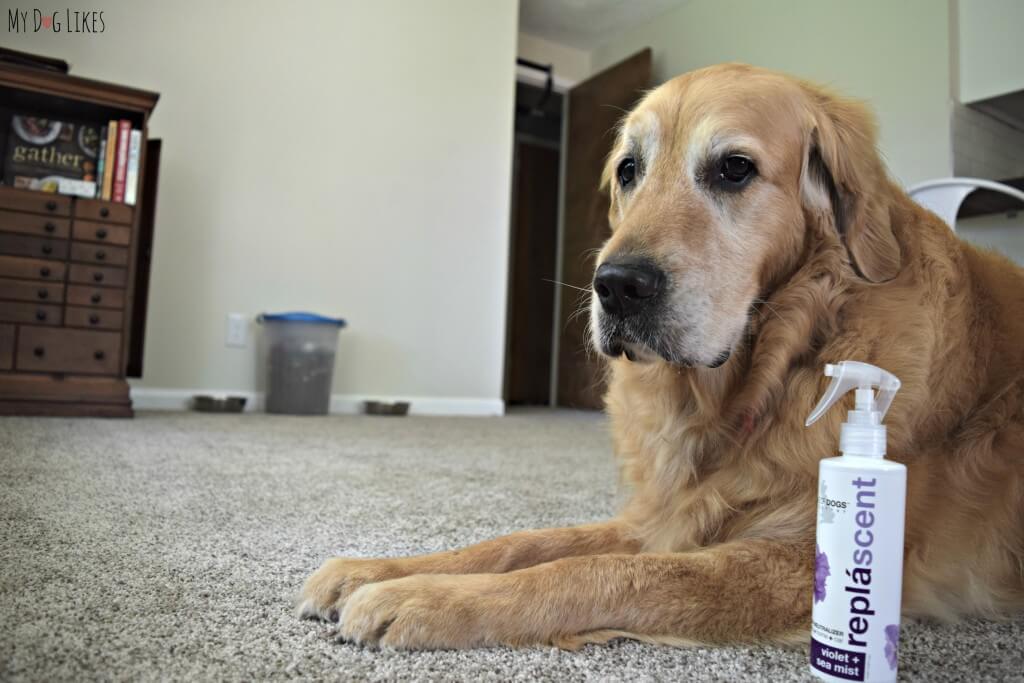 Looking for a Pet Odor Neutralizer? Try Isle of Dogs Replascent sprays to freshen up your home!