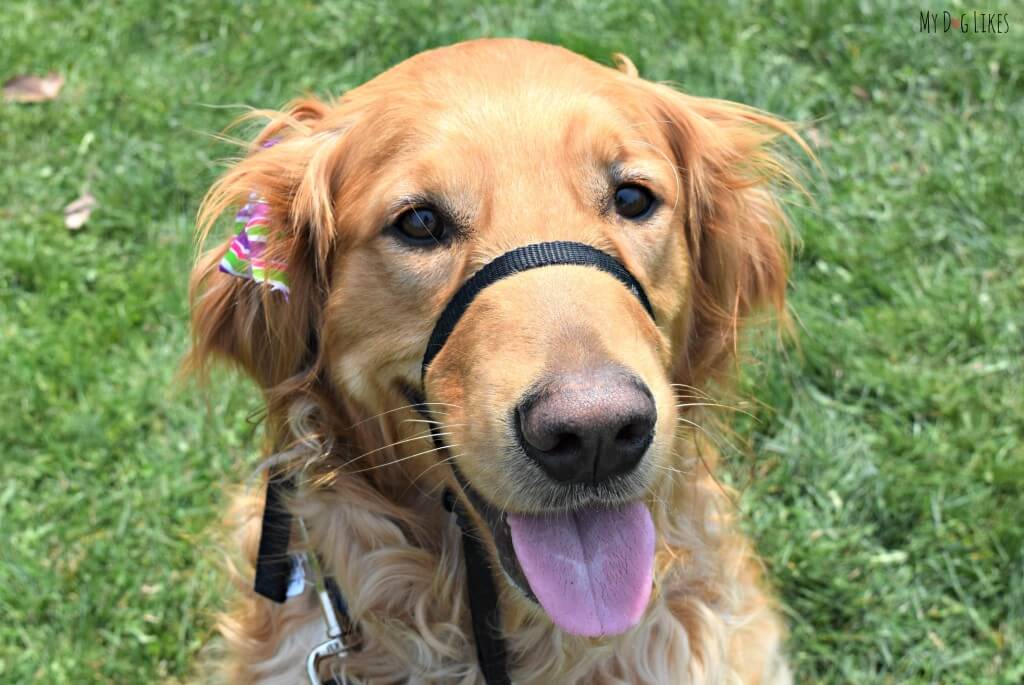 Charlie wearing his Gentle Leader harness