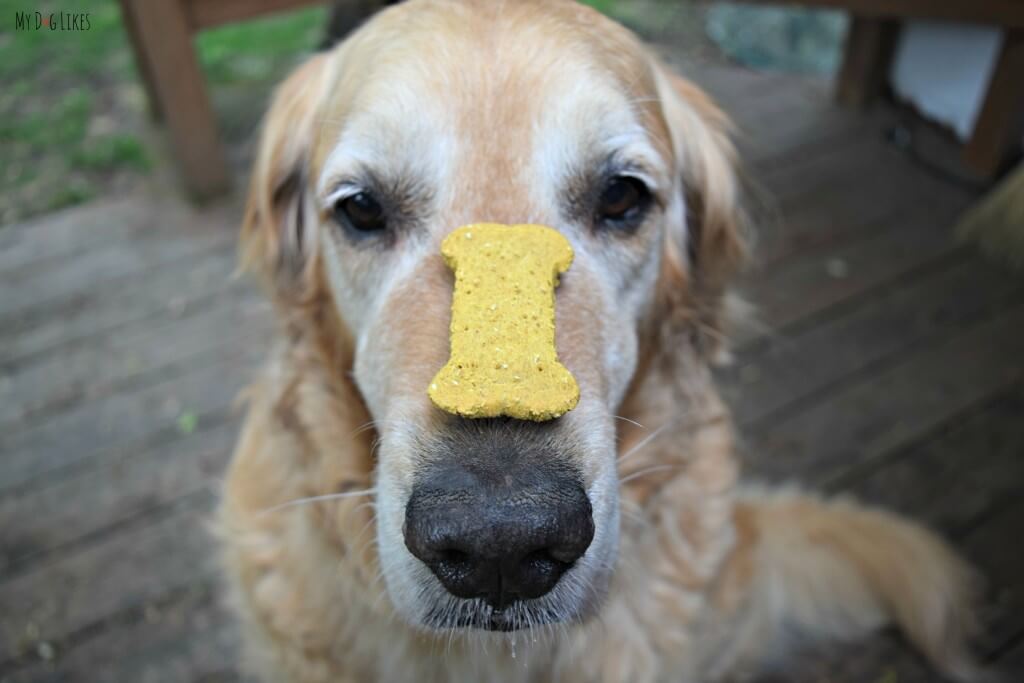 Harley patiently waiting to try the Pumpkin Dog Treats from Delightfully Delicious!