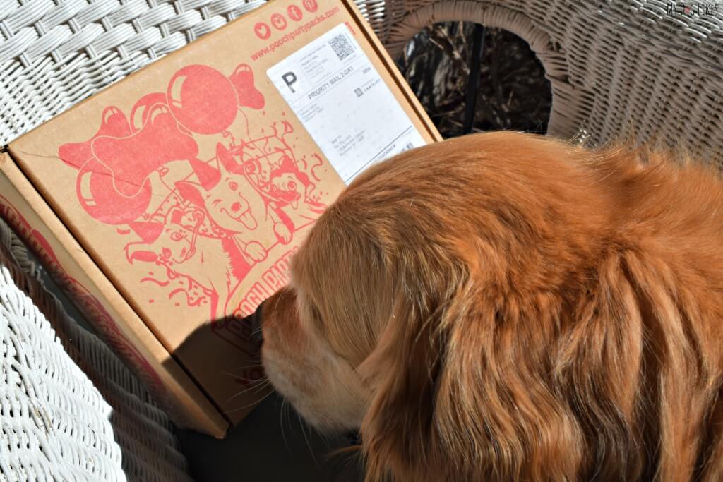 Charlie sniffing out his Pooch Party Packs dog subscription box!