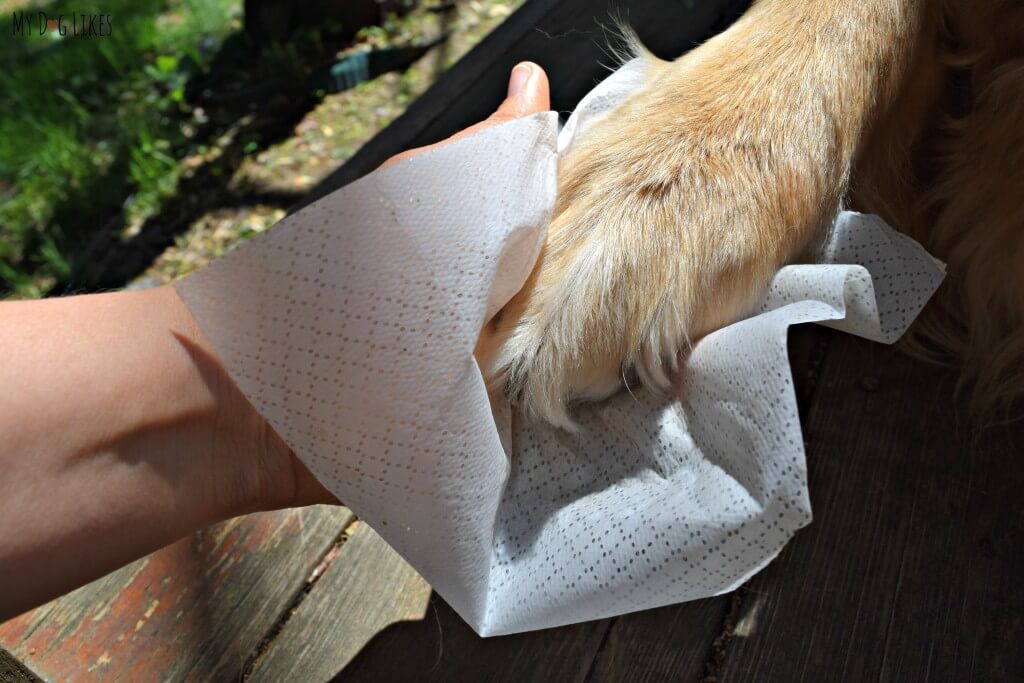Cleaning Harley's paws with some dog grooming wipes from Isle of Dogs