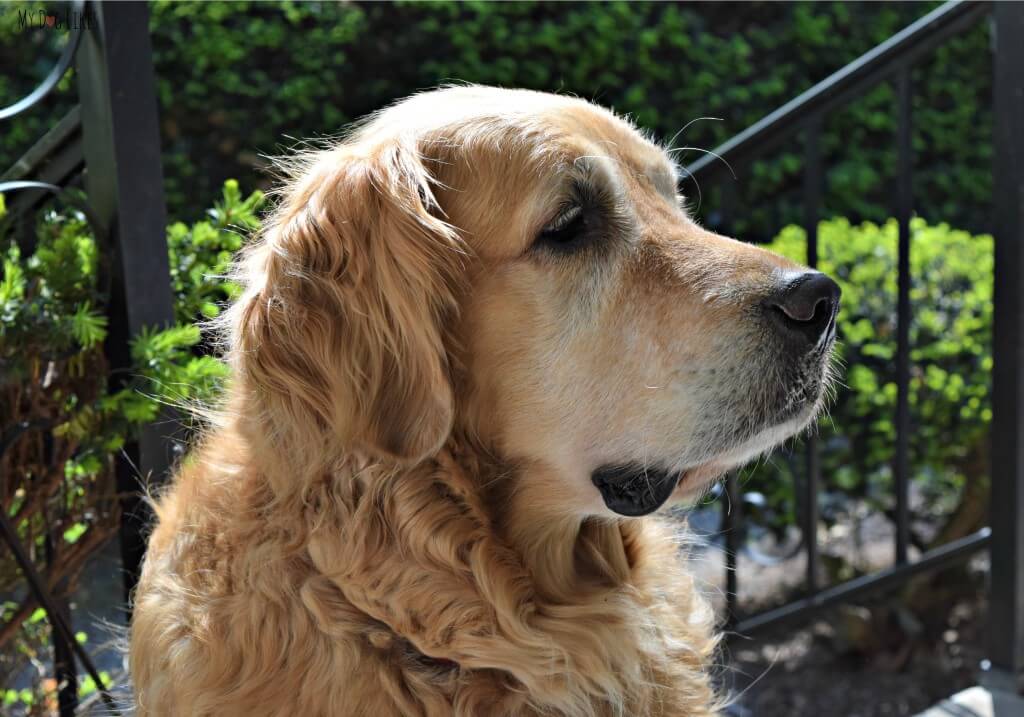 Our Golden Retriever Harley waiting patiently for a treat!