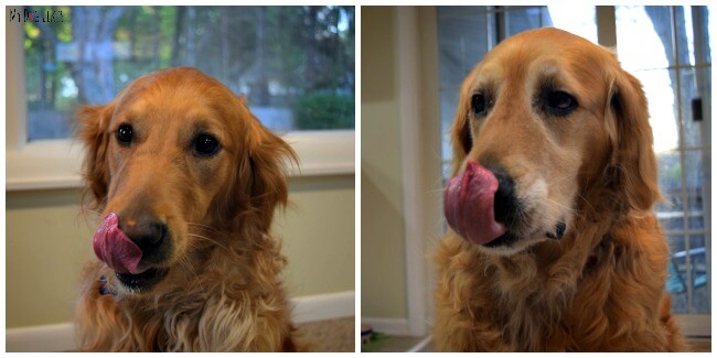 Golden Retriever Dogs with Tongue Out
