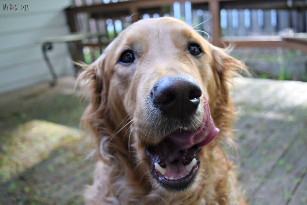 Looks like our Golden Retriever Charlie is ready for a treat!