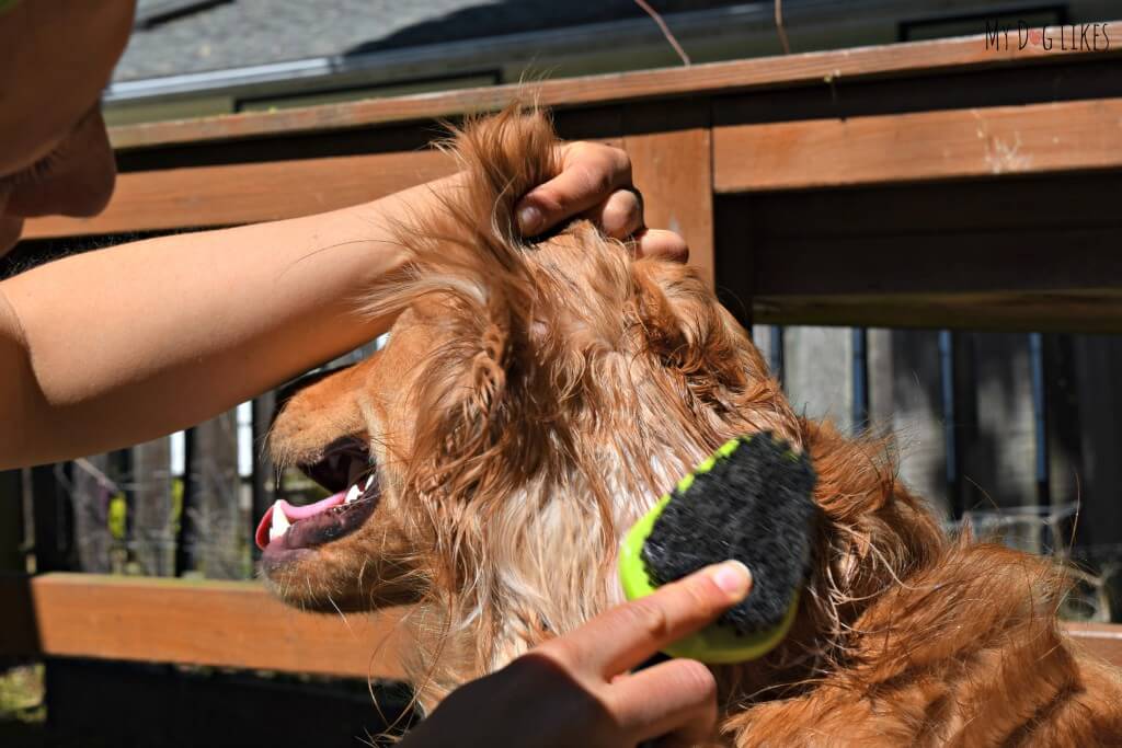Using conditioning spray and a brush to carefully work through the matted dog hair behind Charlie's ears.
