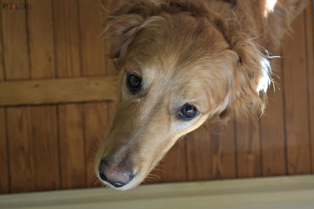 Do you ever look into your dog's eyes and wonder what they are thinking?