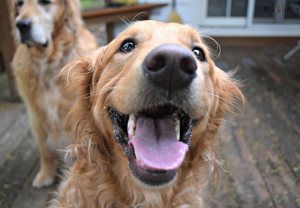 We sure have some happy dogs after getting a few treats!